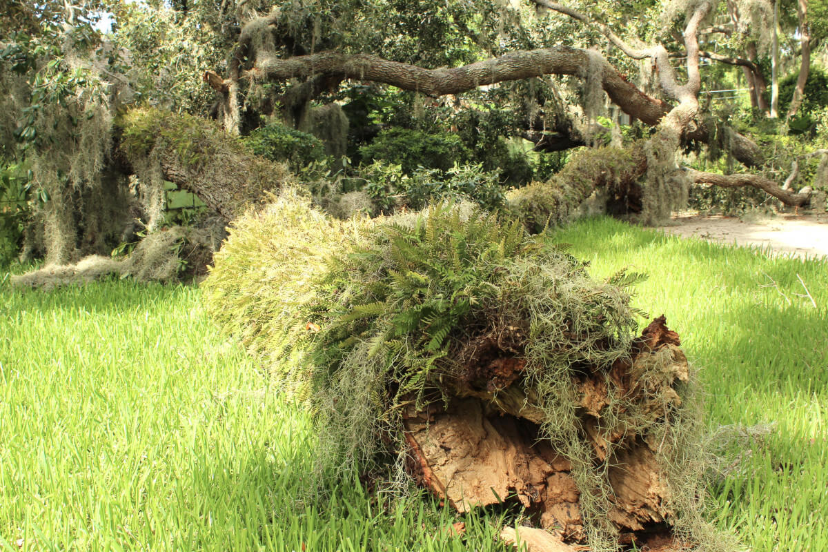 large live oak branch fallen onto green lawn