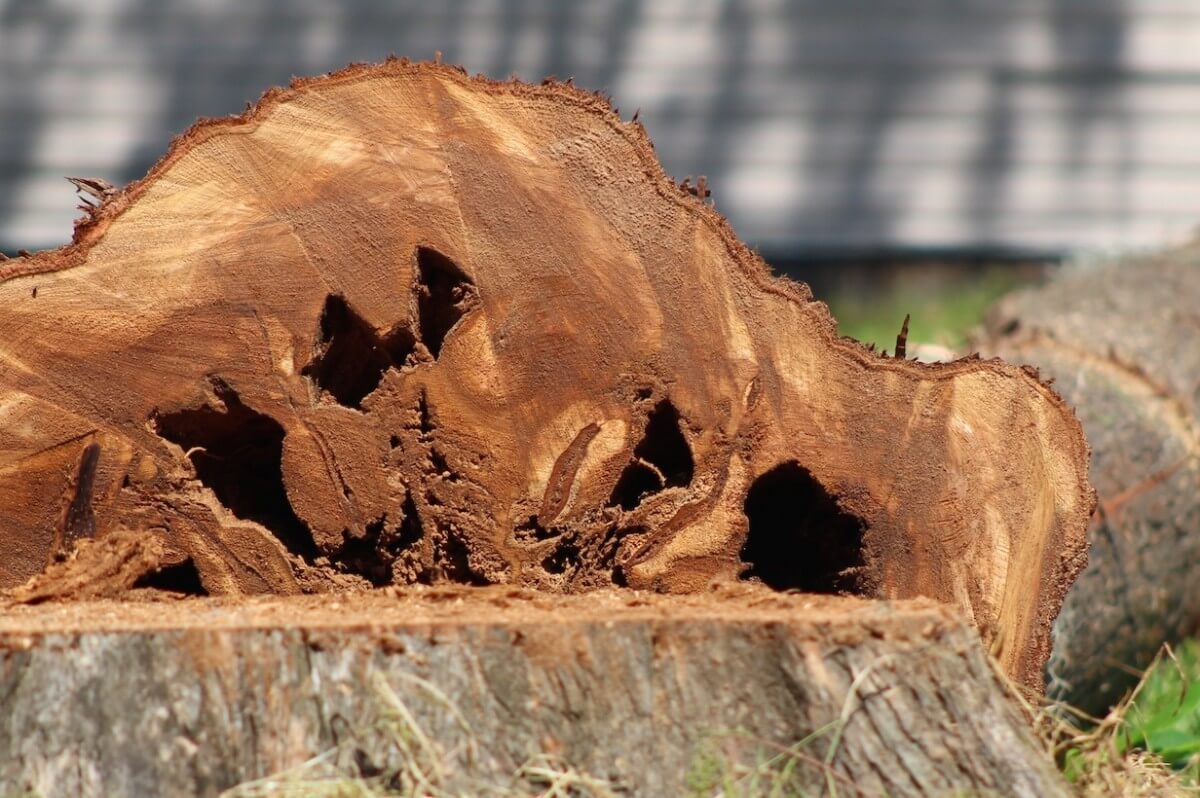 hollow core of a fallen pine tree