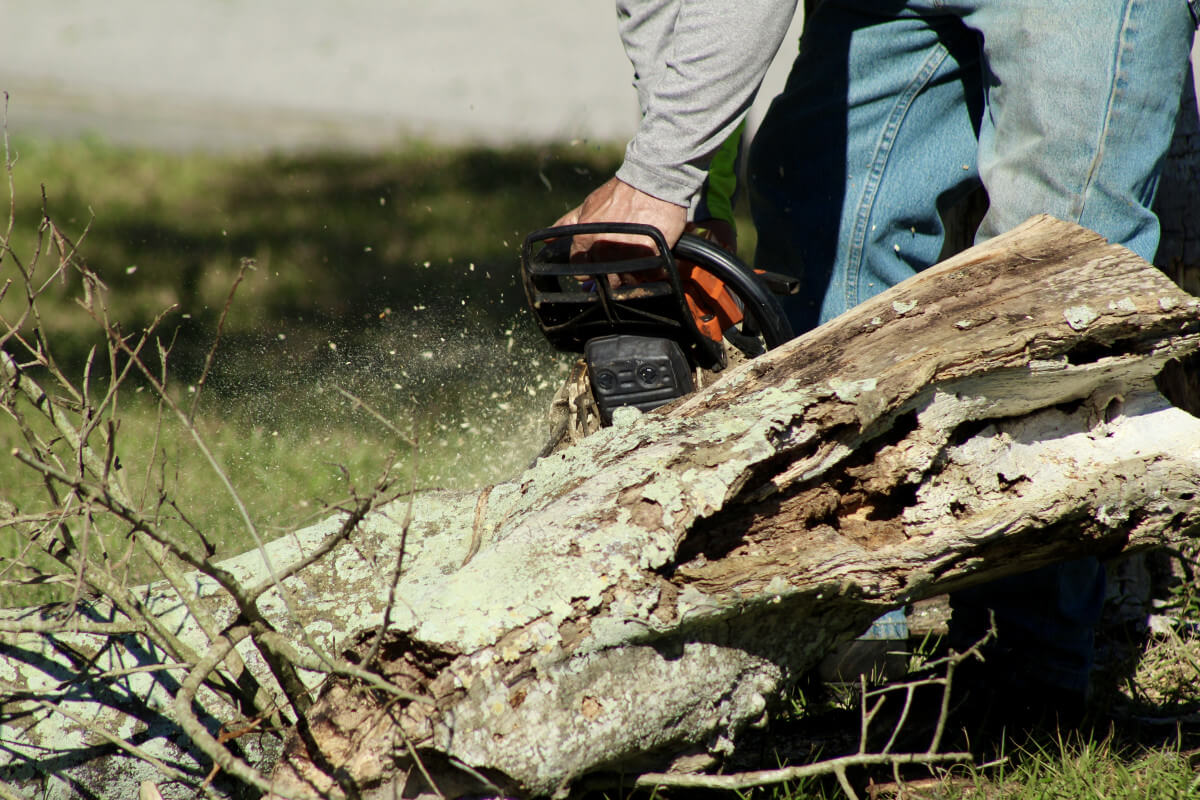 guy cuts up a dead tree limb with chainsaw