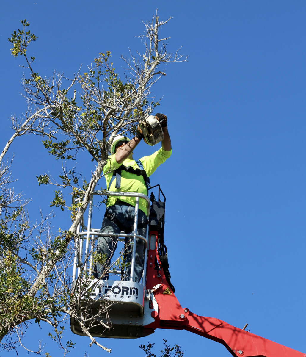 man in aerial lift cuts branches with chainsaw
