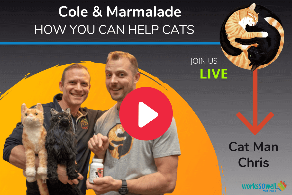 Cole & Marmalade are back interview with cat man Chris