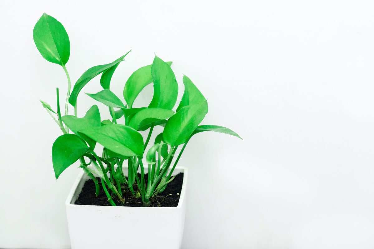 Propagating example of the pothos plant, featured up close with distinguished green leaves. 